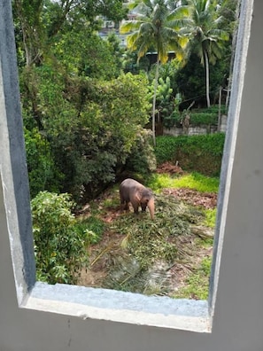 Een uitzicht door een raam op een natuurlijke omgeving, met een kleine olifant op de voorgrond en weelderige begroeiing op de achtergrond.