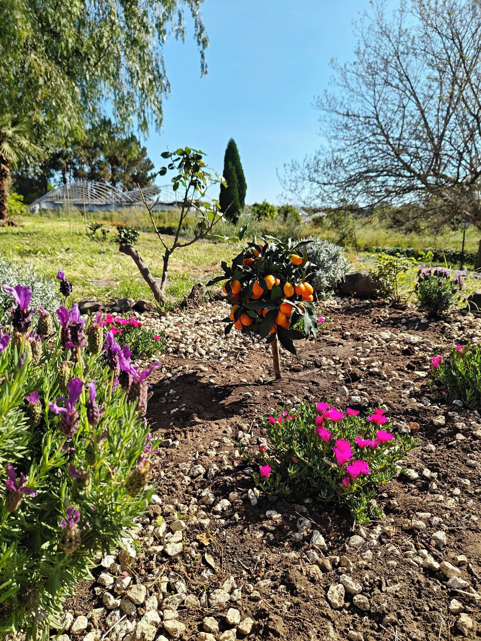 Un giardino con diverse piante e un piccolo albero da frutto arancione.