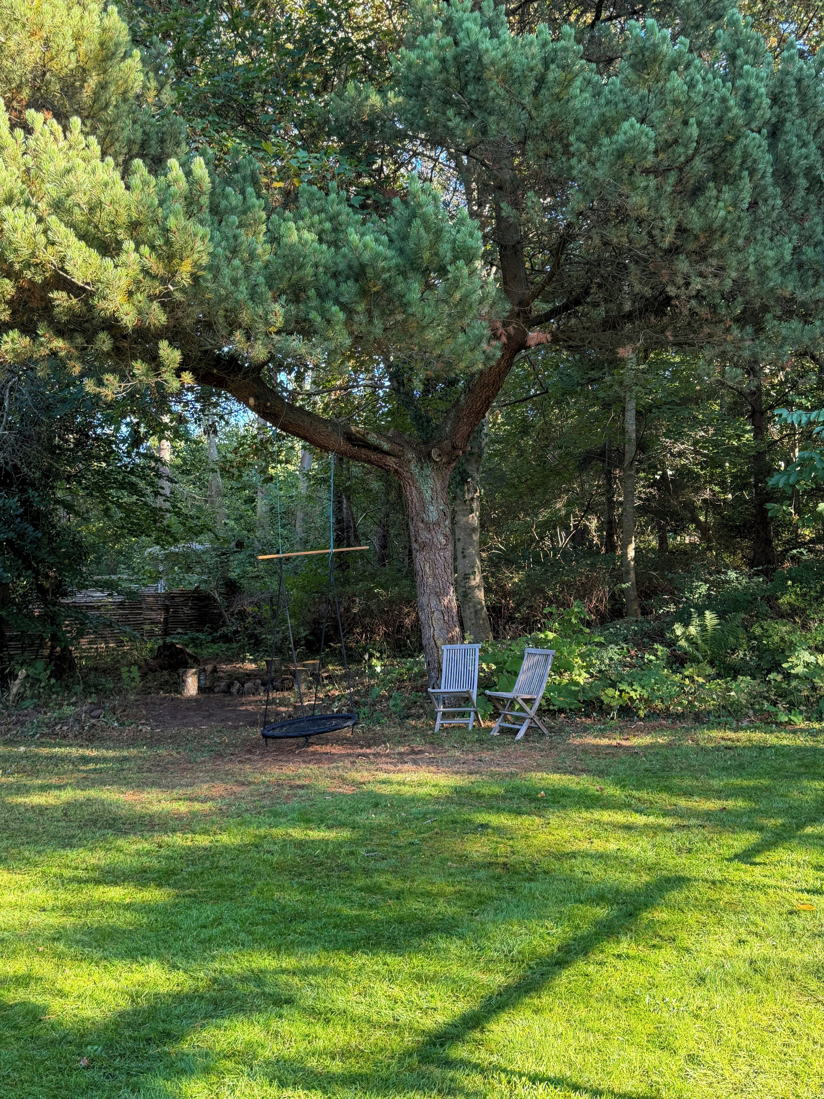 A large tree with a swing and two chairs in a grassy area.