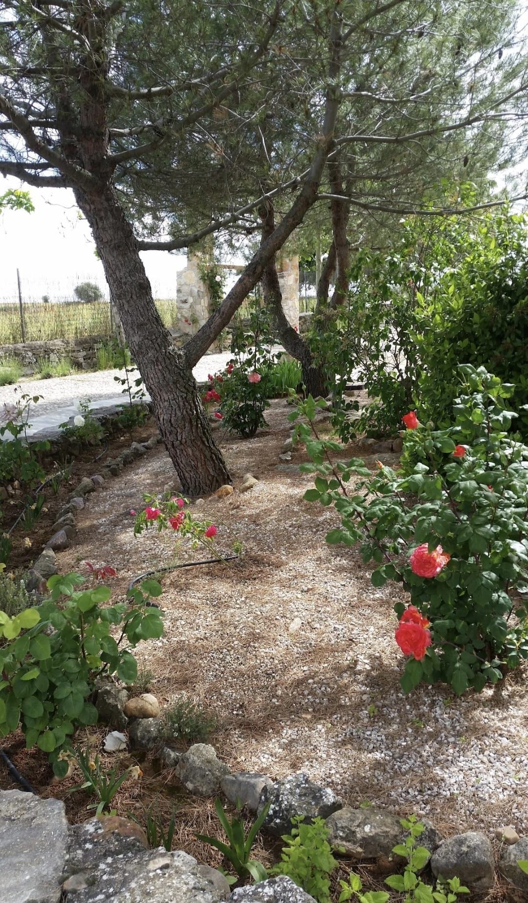 Jardí amb un camí de grava, flors vermelles i una paret de pedra.