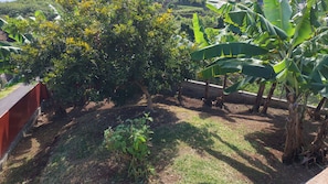A garden with various plants and trees, including banana trees. - 'Aro'a Lodge: Exceptional views of the lagoon and Moorea (Faaa)
