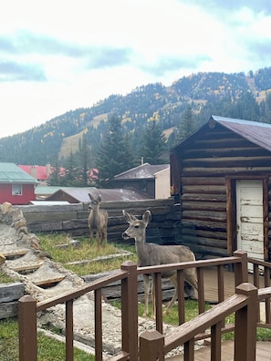 Eine Holzhütte mit einem Metall-Dach, umgeben von einem Holzzaun und einer Steinmauer.