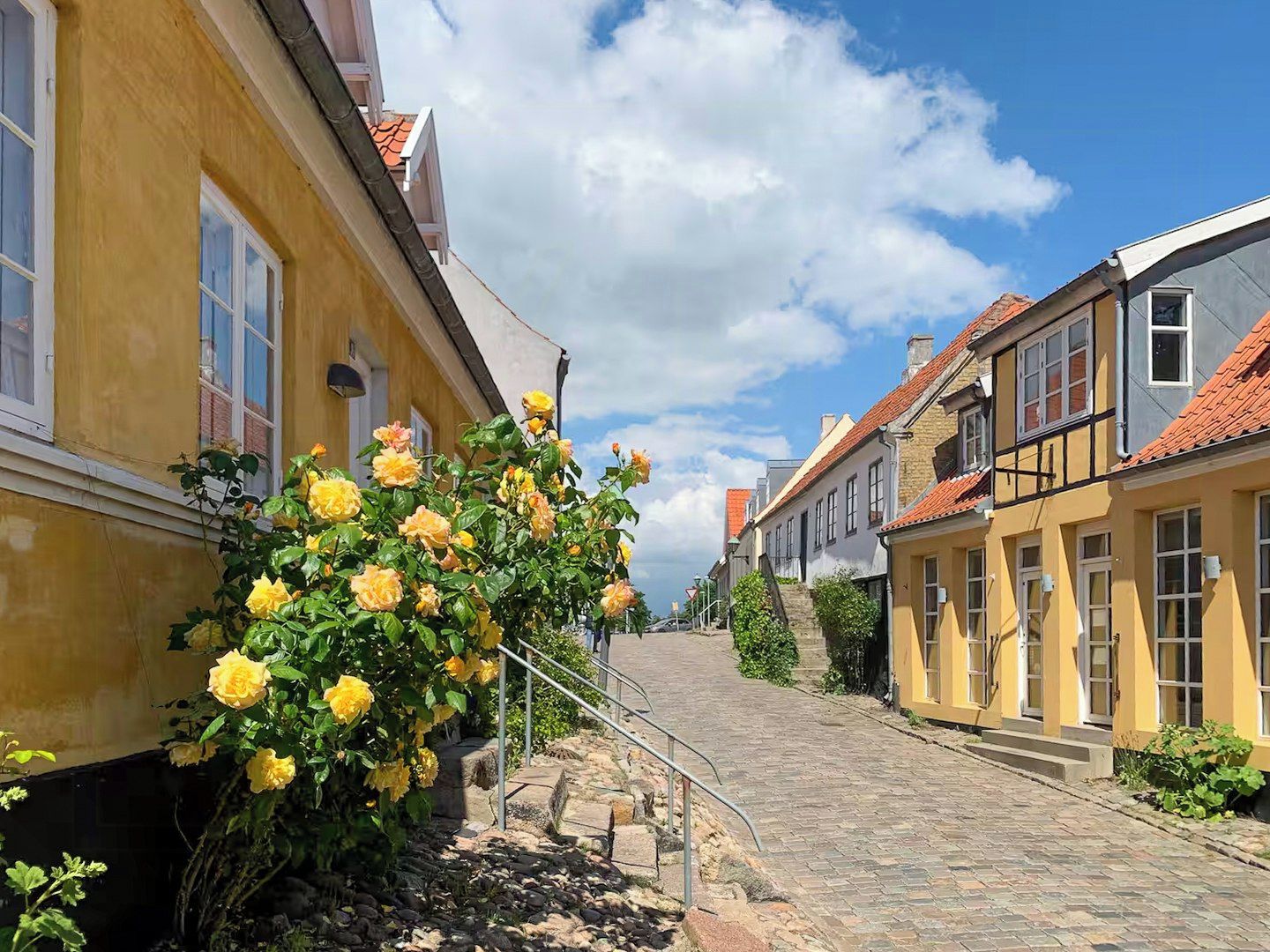A cobblestone street lined with yellow buildings, a rose bush, and a clear blue sky.