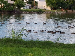 A body of water with ducks swimming, surrounded by grass and trees. - Lakehouse with a view and 1.5 acres of privacy. (Bluffton)