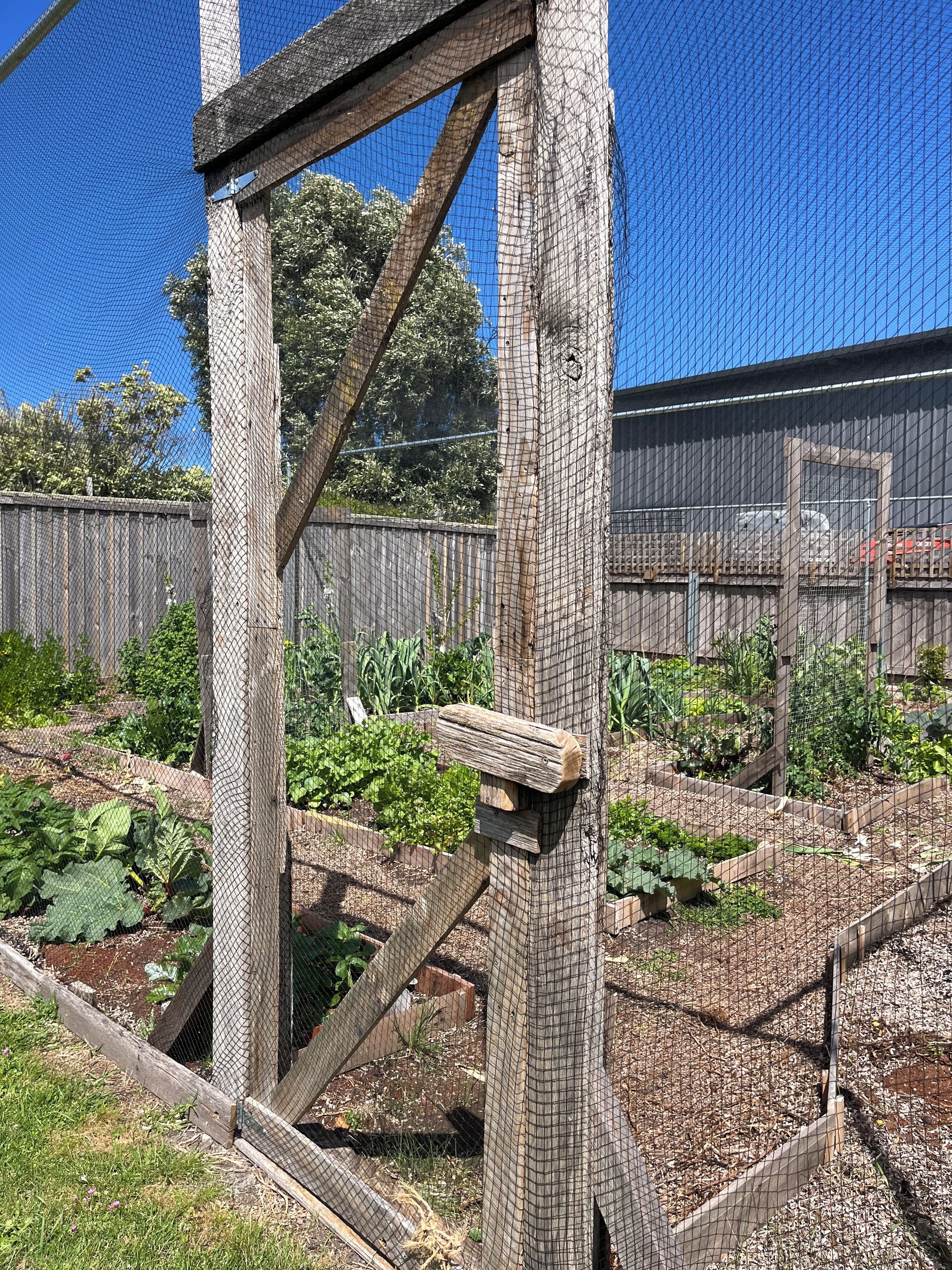 Un jardín con camas elevadas, una estructura de madera y una cerca de malla azul.