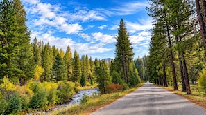 Estrada ladeada por árvores perenes densas e um céu azul límpido.