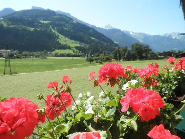 A garden with red flowers and a mountain backdrop.