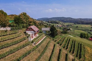 A vineyard with rows of grapevines, a small building with a red roof, and rolling hills in the background.
