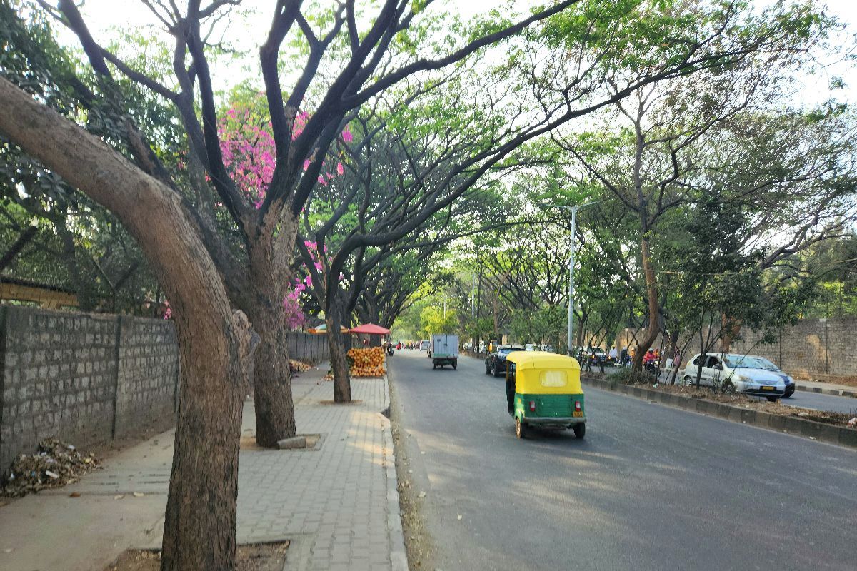 A tree-lined street with a sidewalk and parked vehicles.