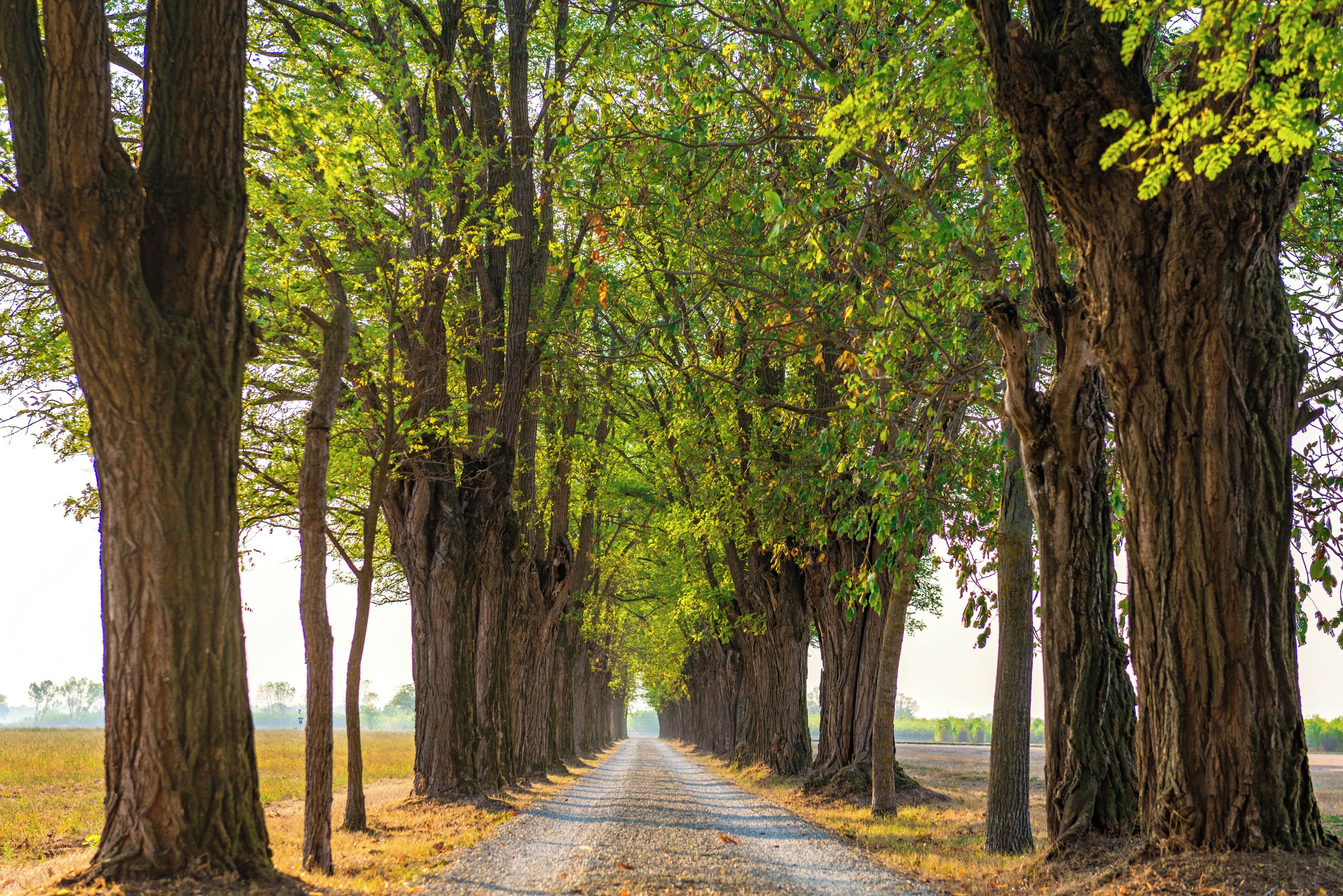 A tree-lined road with large trees on both sides.