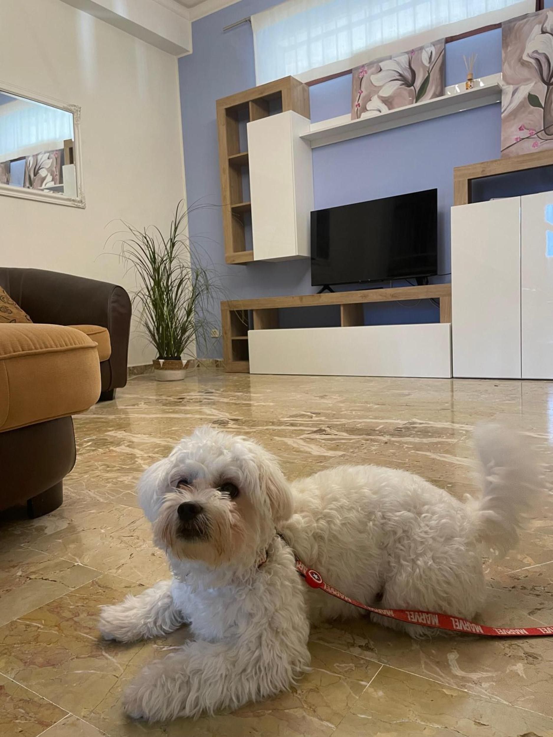 Un perro blanco pequeño con correa en una sala de estar con un sofá marrón, un televisor y una planta.