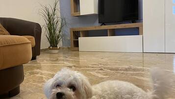 Un perro blanco pequeño con correa en una sala de estar con un sofá marrón, un televisor y una planta.