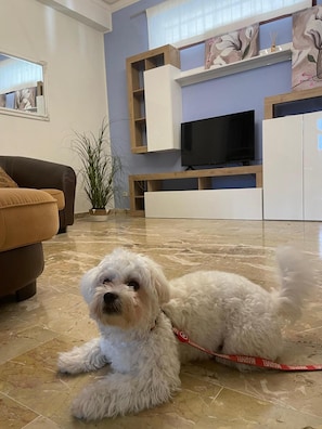 Ein kleiner, weißer Hund an der Leine in einem Wohnzimmer mit braunem Sofa, Fernseher und einer Pflanze.