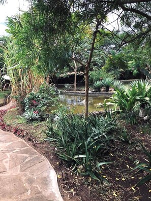 A garden with a pond, various plants, and a stone pathway. - Villa African Dream for 5 People (Diani Beach)