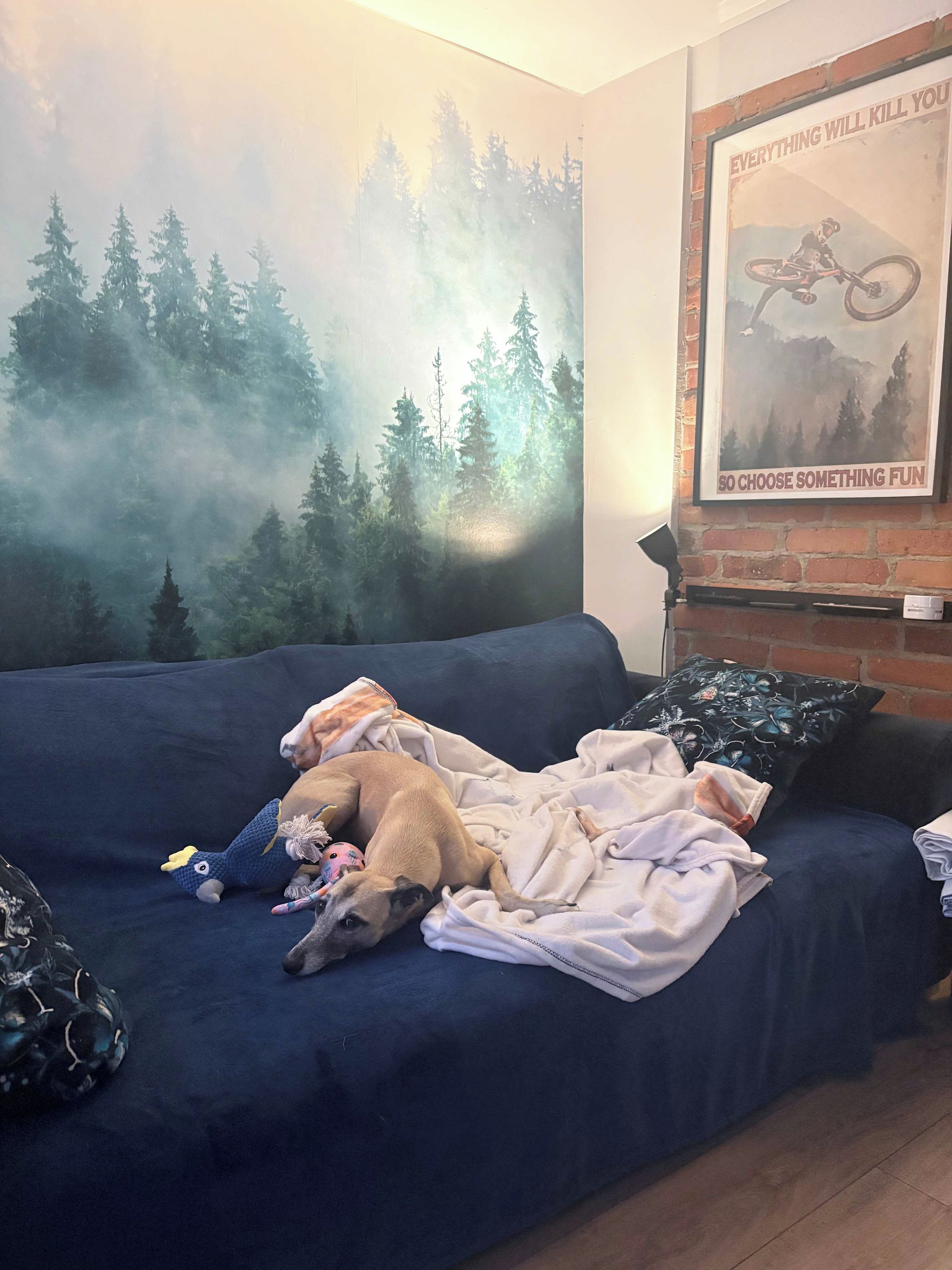 Ein Zimmer mit einem blauen Sofa, einem darauf liegenden Hund, einer Wand mit einem Waldgemälde und einem Poster mit einem Mountainbiker.