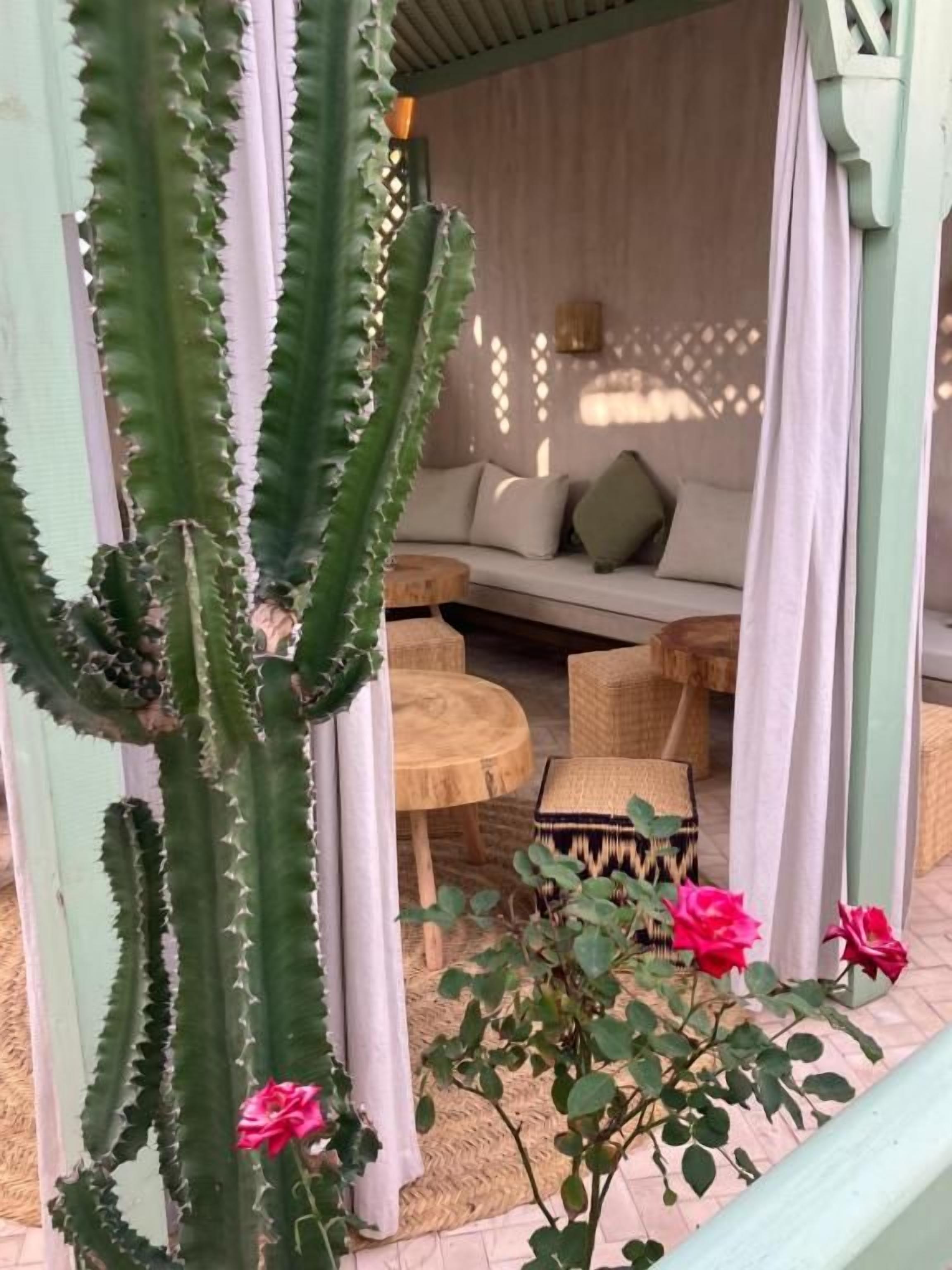 Un cactus, un canapé et un rosier dans une pièce dont le sol est recouvert d’un tapis tissé.