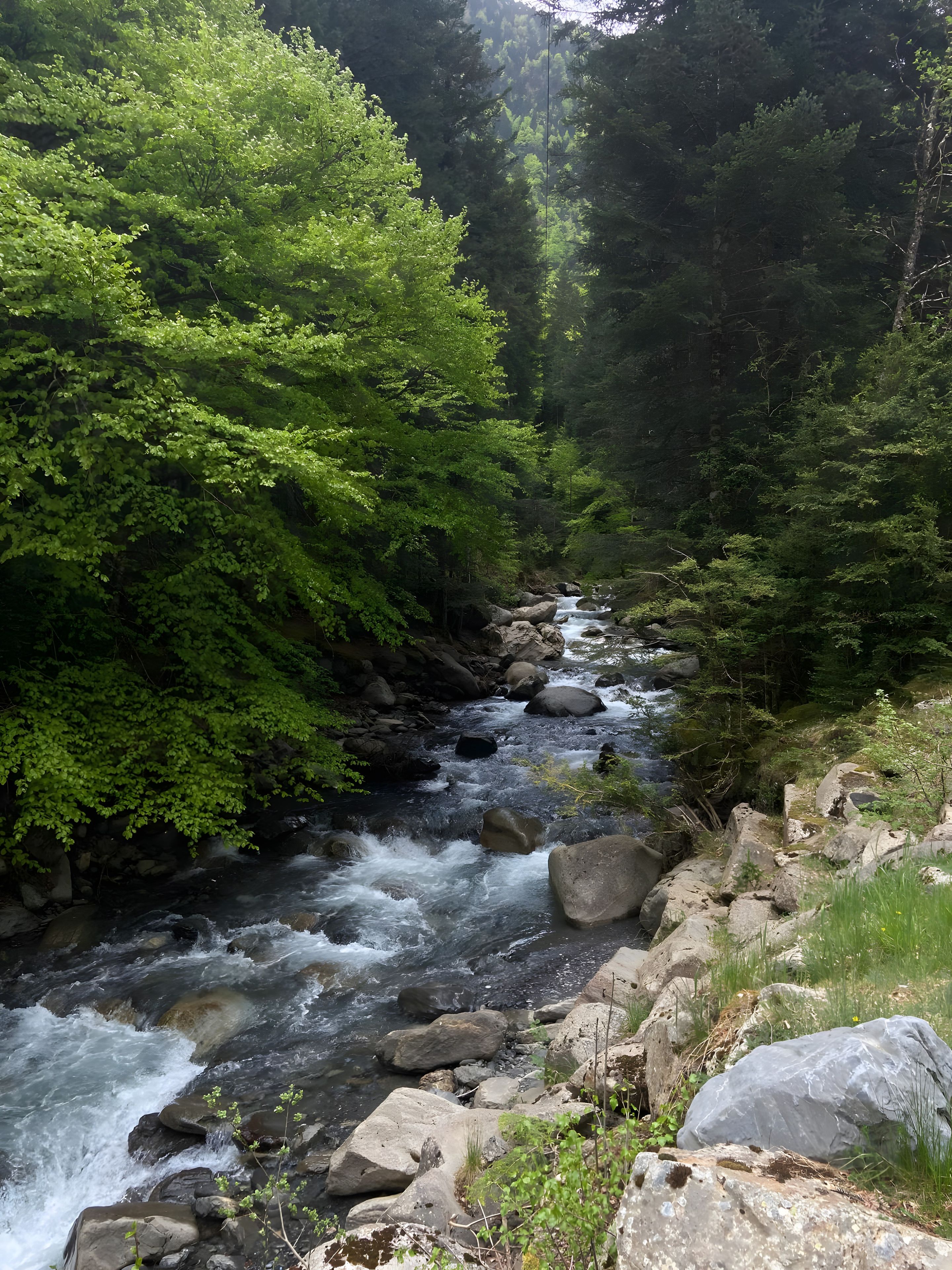 A river flowing through a forested area with rocks and greenery.