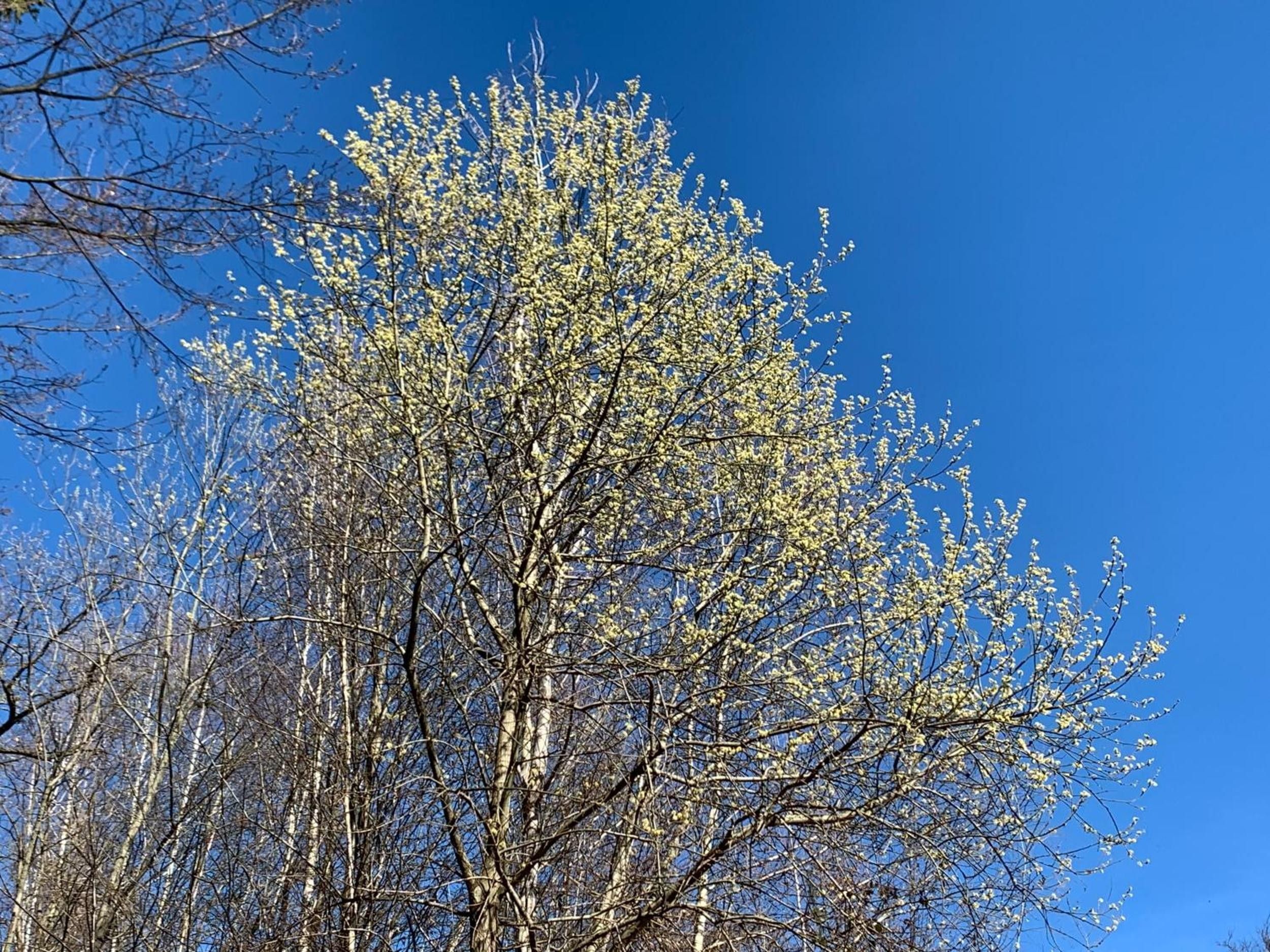 Un arbre aux feuilles clairsemées, se détachant sur un ciel bleu dégagé.