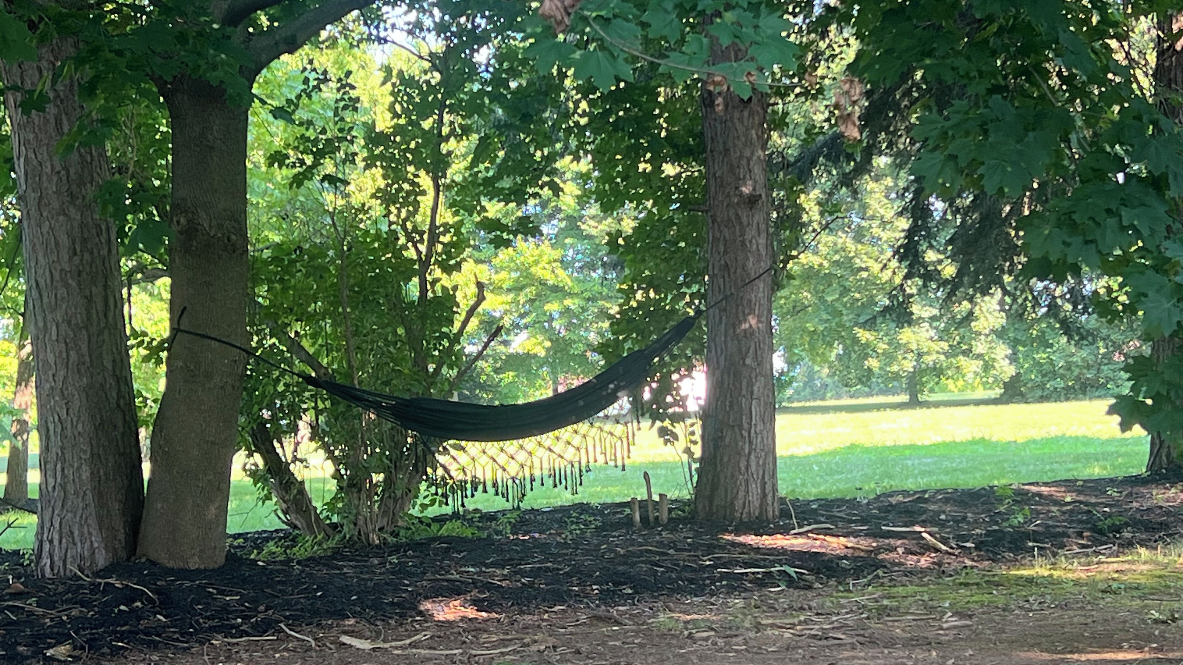 Un hamac tendu entre deux arbres dans un parc, avec un champ d’herbe en arrière-plan.