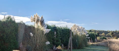 A grassy field with a wooden fence and tall grasses.