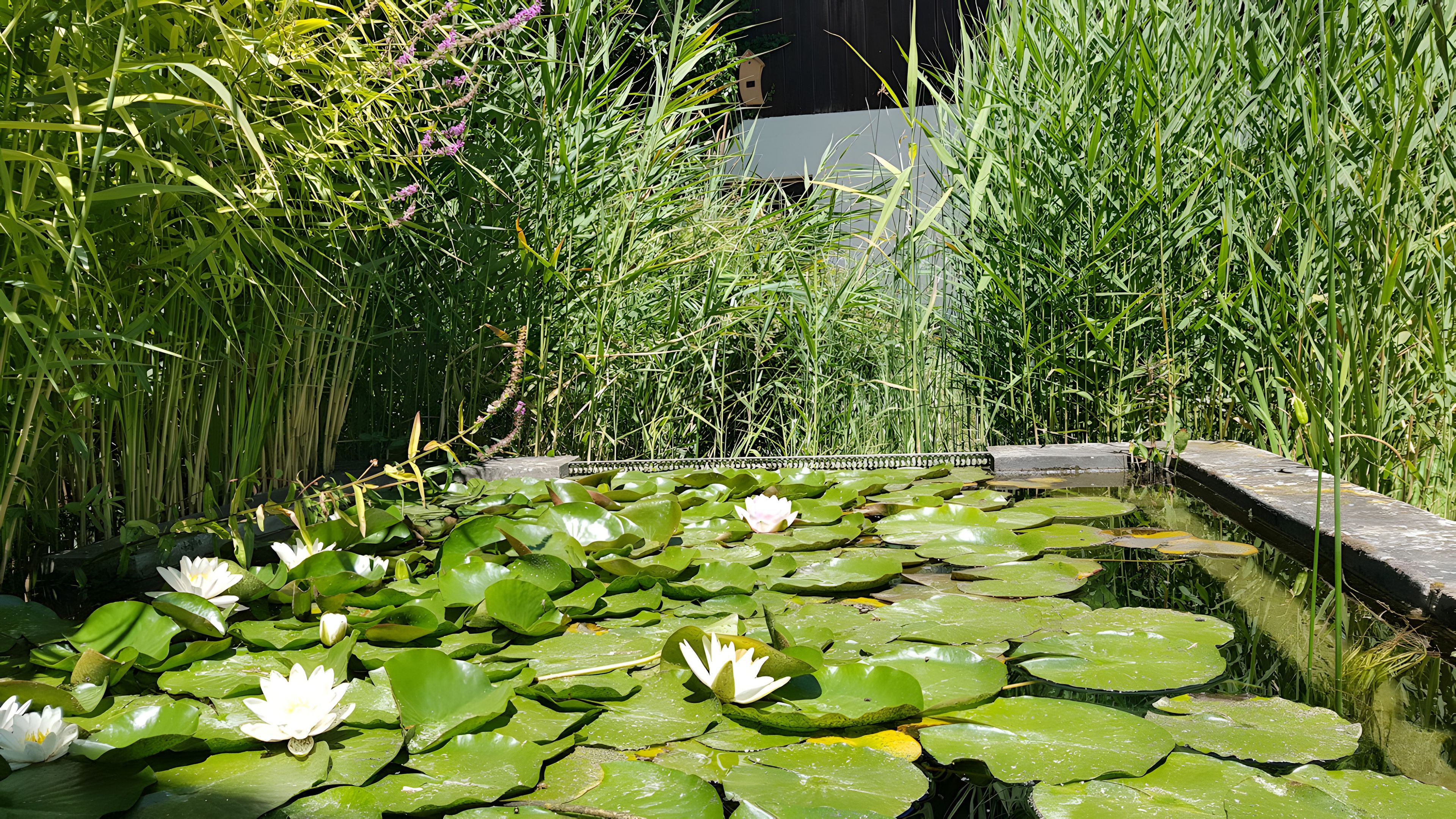 A pond with water lilies and surrounding vegetation.