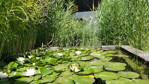 Un estanque con lirios acuáticos y vegetación circundante.