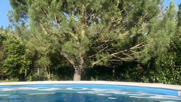 Une piscine avec un grand arbre en arrière-plan.