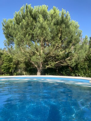Ein Schwimmbecken mit einem großen Baum im Hintergrund.
