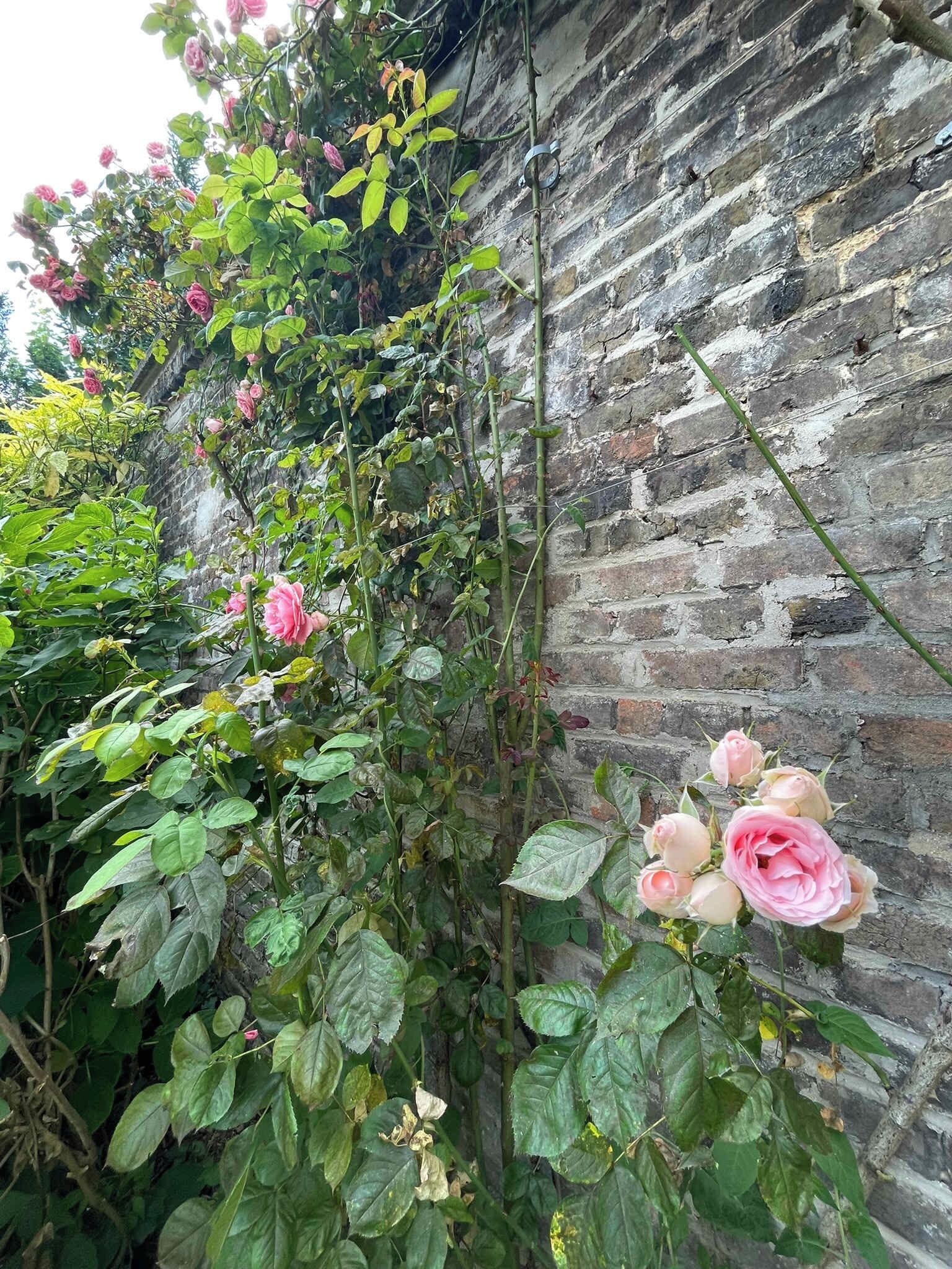 Un jardin avec un rosier grimpant adossé à un mur de briques.