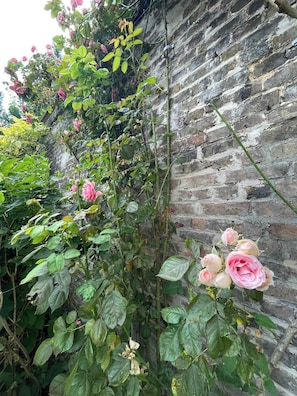A garden with a climbing rose plant against a brick wall.