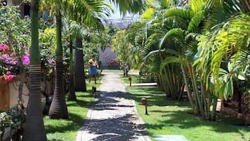 A garden pathway lined with palm trees and tropical plants, leading to a building.