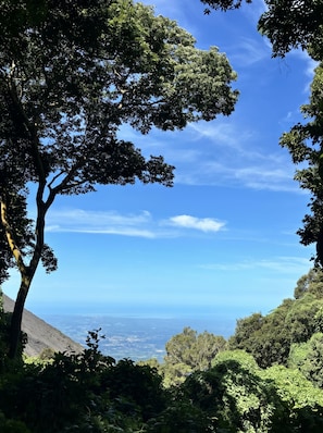 A landscape with a prominent tree and a view of the horizon.