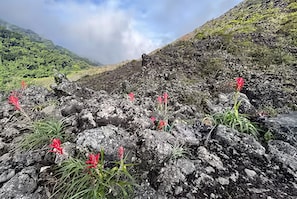 A rocky terrain with sparse vegetation and a mountainous backdrop.