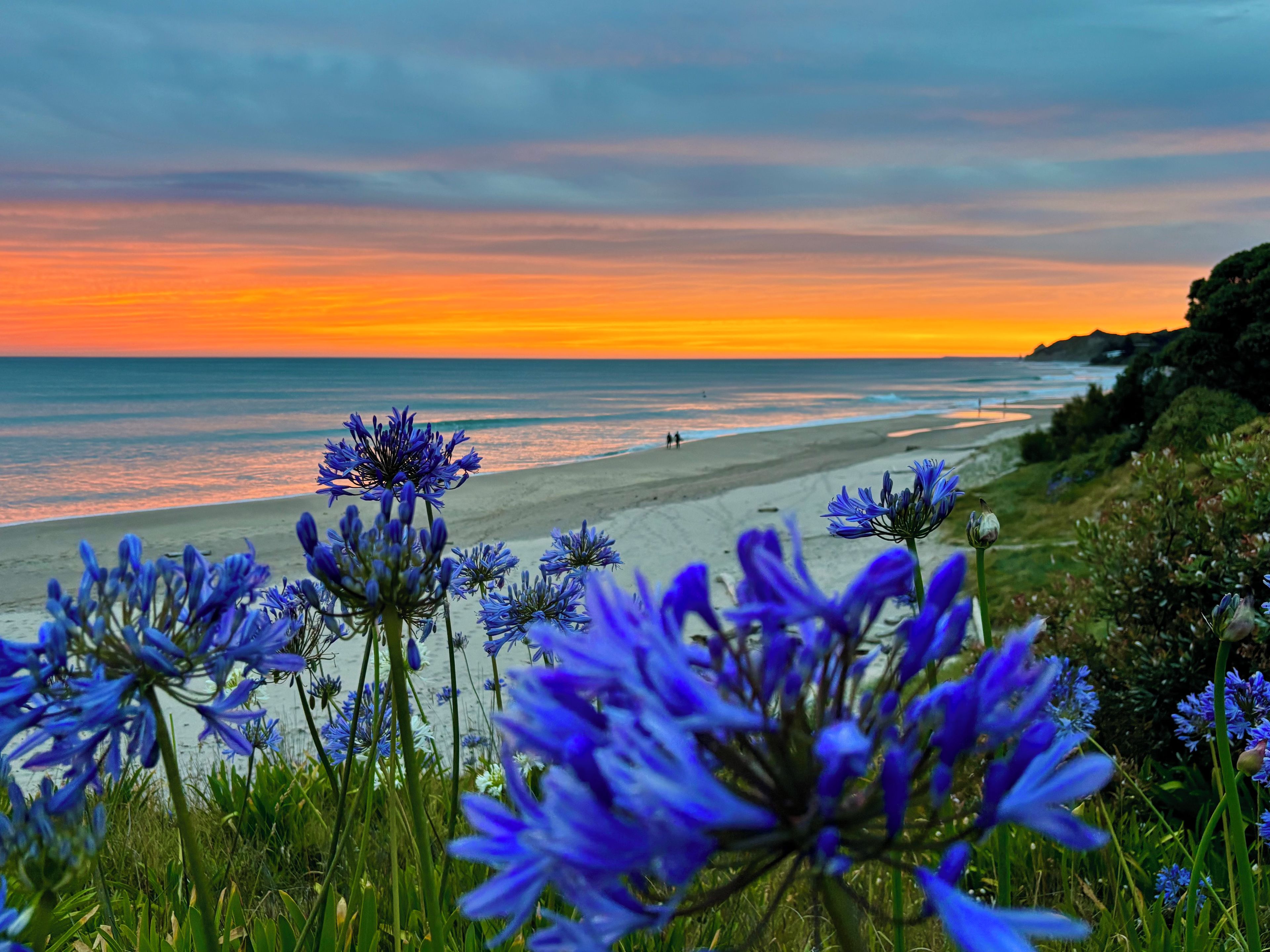 A beach with a sunset, flowers in the foreground, and a clear sky.