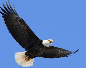 A bird in flight against a clear sky. - Bush Pilot Hunter s Retreat Lodge (Iliamna)