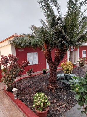 A building with a red exterior, a palm tree in the center, and various potted plants around. - Little Climbers 1 (El Paso)