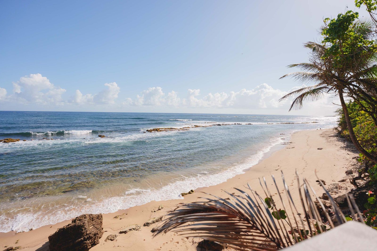 A beach with clear skies, calm waves, and a palm tree.