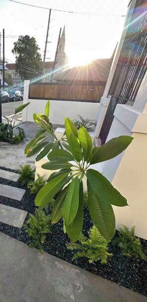 Ein modernes Haus mit Garten, mit großen Grünpflanzen und einem gepflasterten Weg.