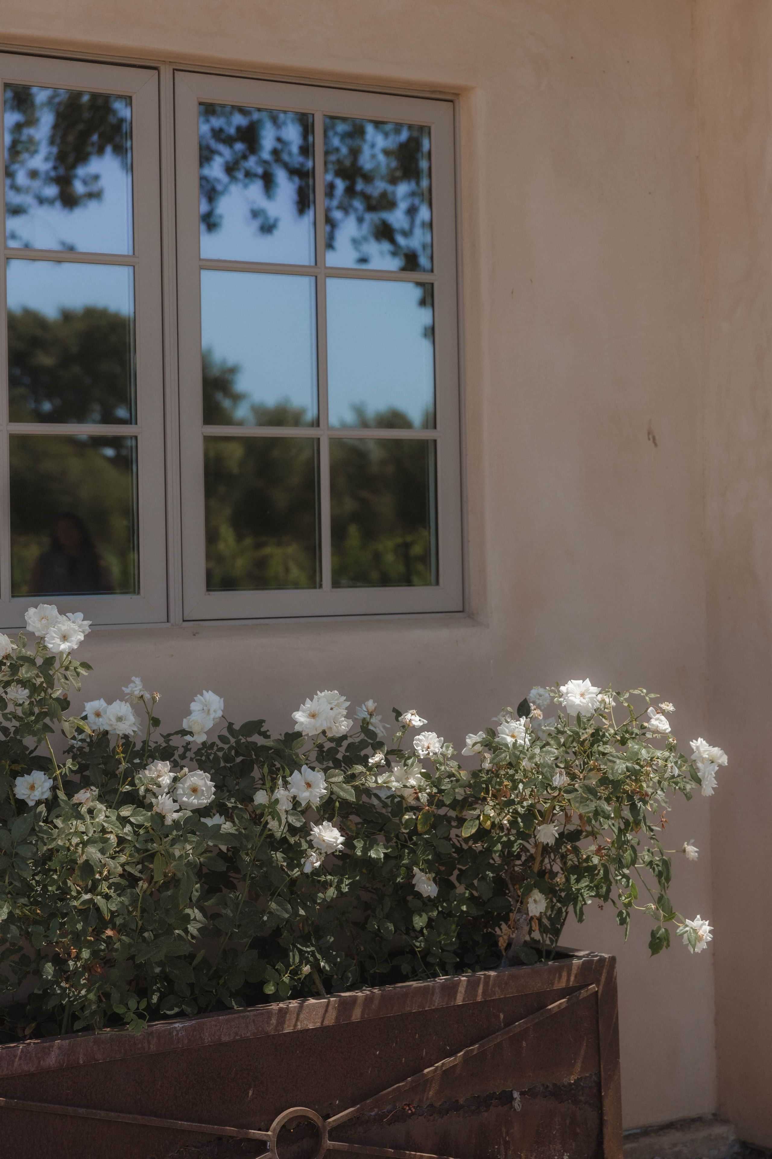 A window with a view of trees and a planter with white flowers.