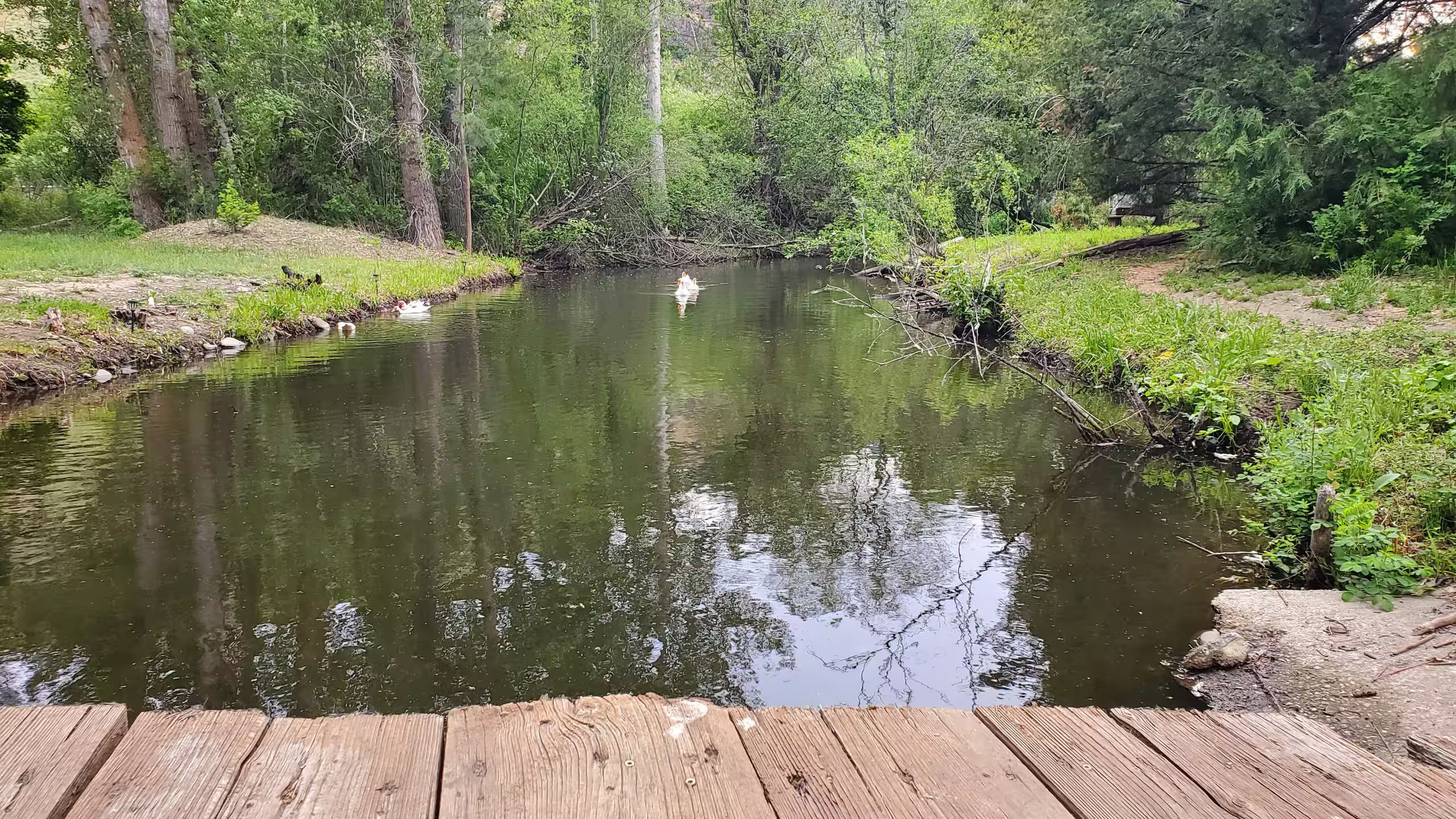 A wooden deck overlooking a pond surrounded by greenery.