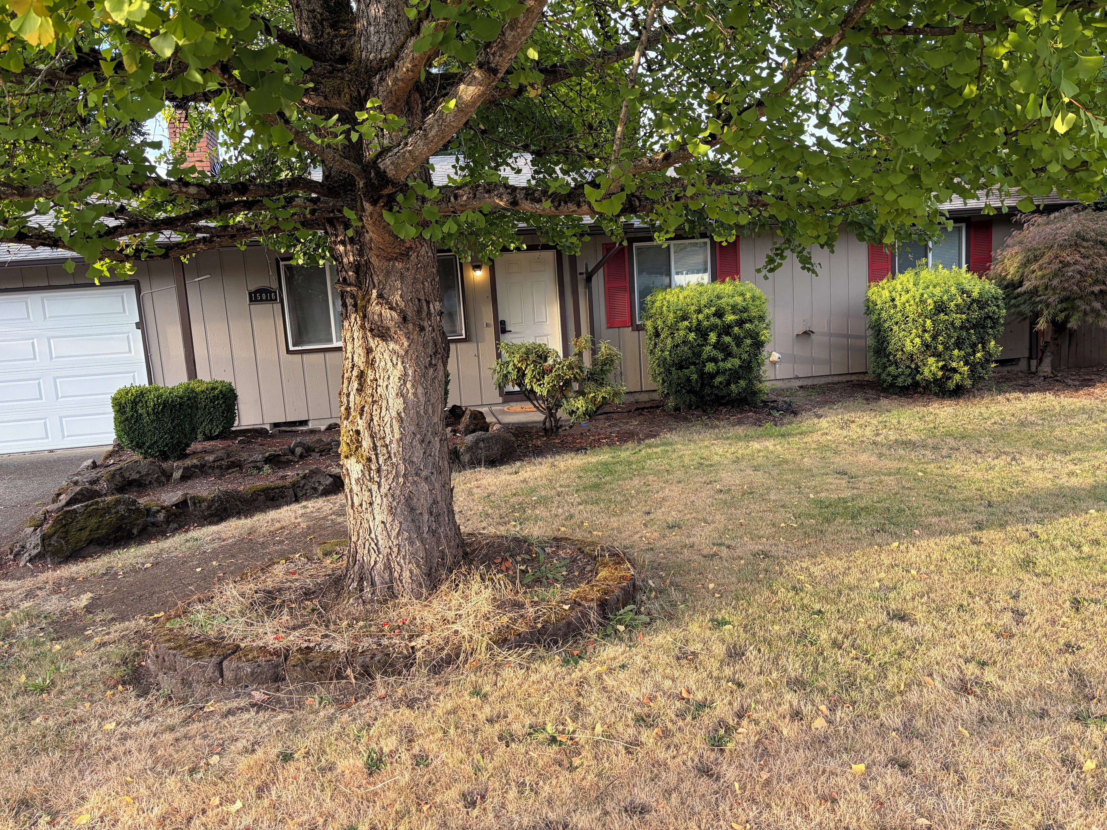 A residential property with a large tree, a well-maintained lawn, and a garage.