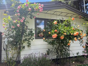 Una casa con una planta de rosa trepadora en la pared exterior.