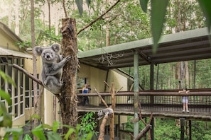 A koala climbing a tree in a zoo enclosure with a viewing platform and visitors. - Convenient and Tranquil Retreat in Brisbane South (Shailer Park)