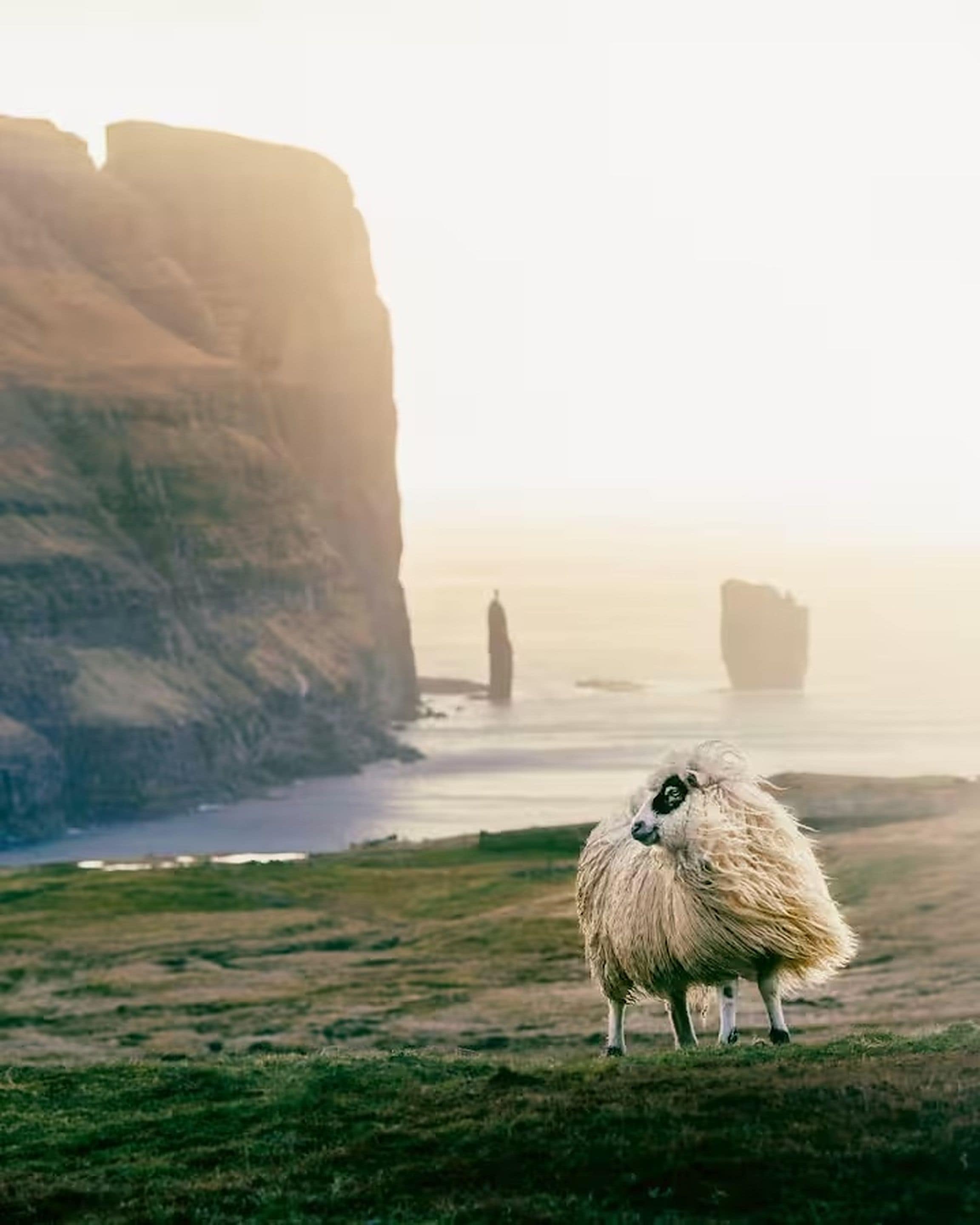 A sheep on a grassy field with a cliff and a person in the distance.