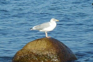 A seagull perched on a rock in the water. - Holiday apartment Villa Strandkuss 322247 (Kühlungsborn)