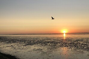 Eine Strandansicht mit einem fliegenden Vogel, der untergehenden Sonne über dem Wasser und einem klaren Himmel.