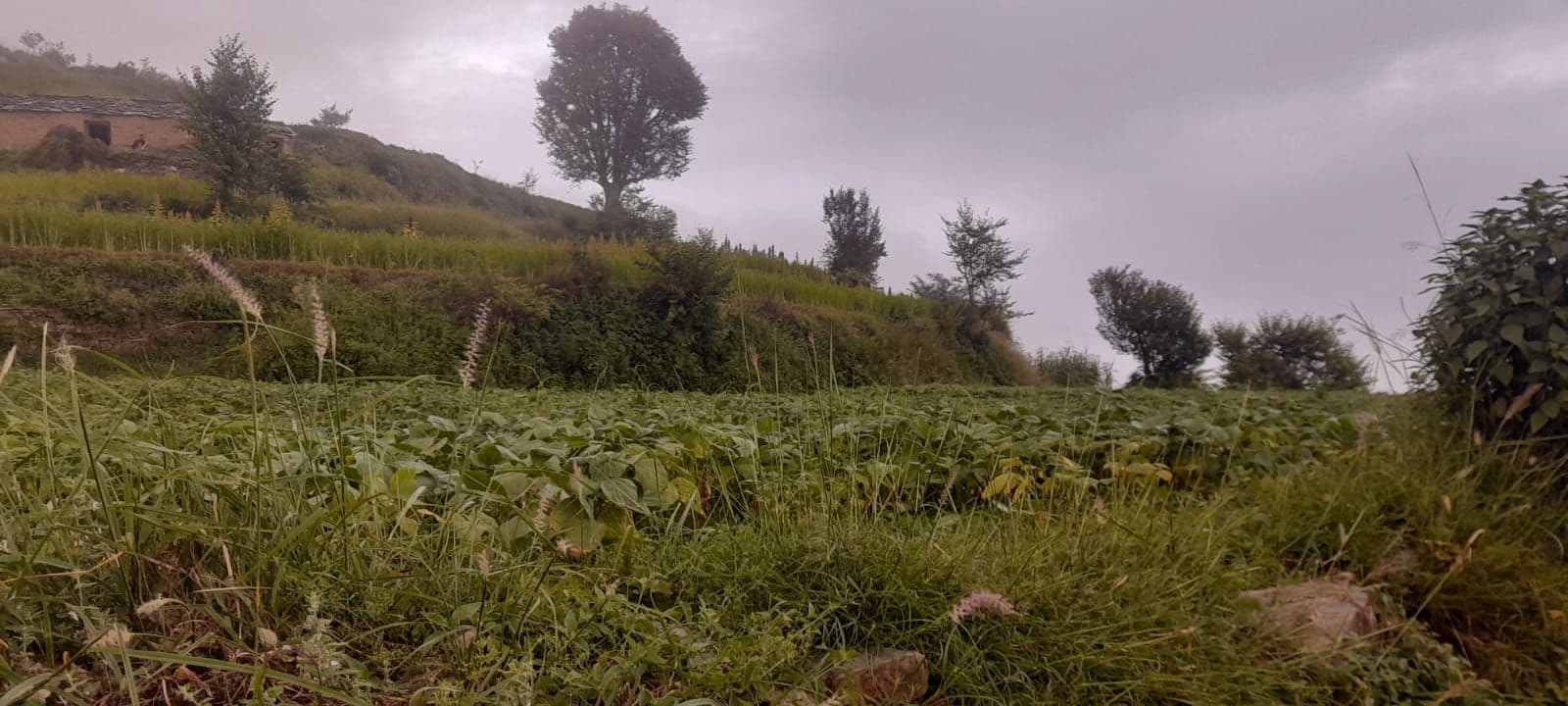 A grassy hillside with a variety of vegetation, including trees and shrubs.