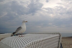 Eine Möwe sitzt auf einem weißen Korbstuhl, im Hintergrund Strand und Meer.