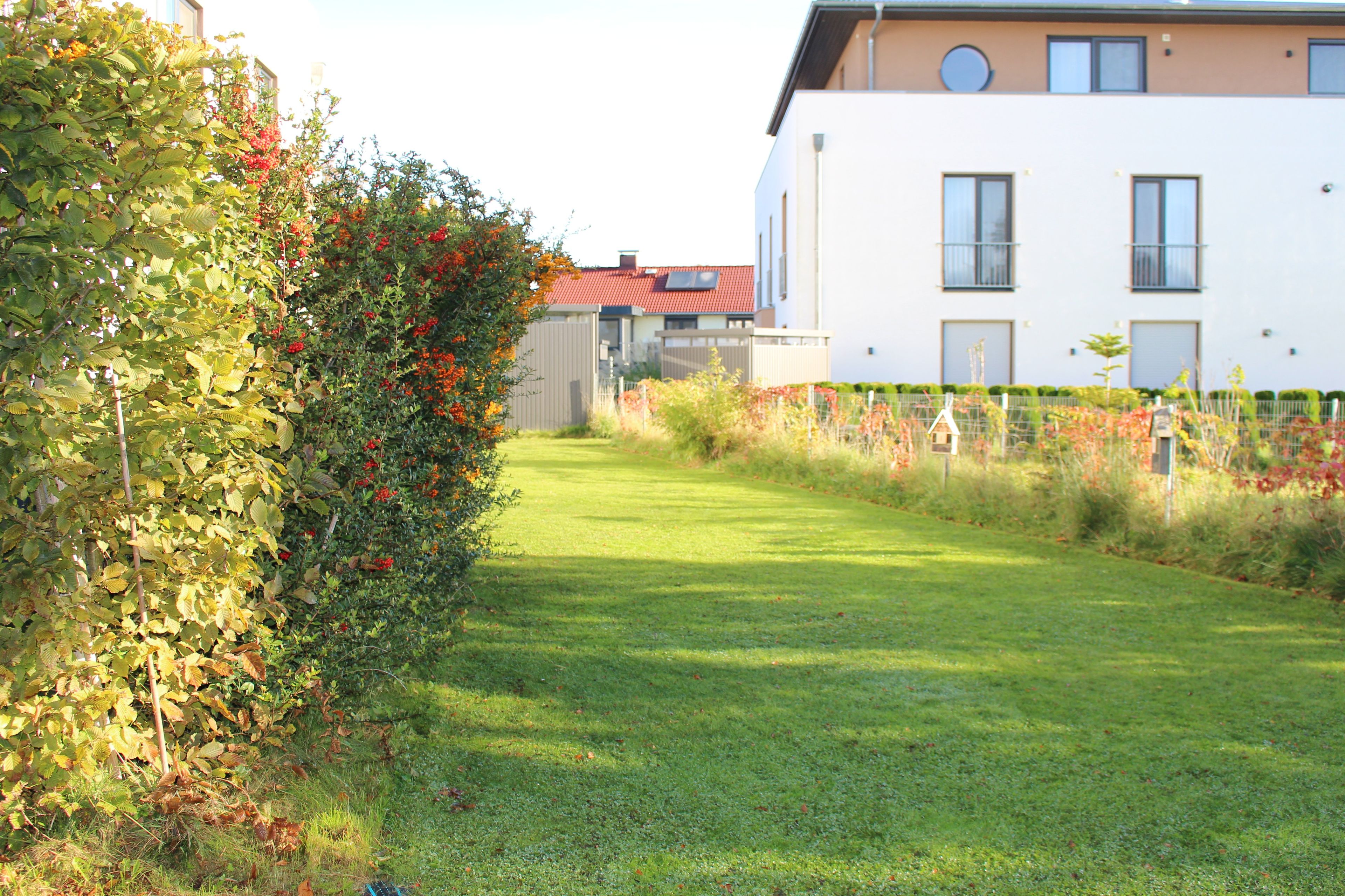 Ein gepflegter Rasen mit einer Hecke und einem modernen Gebäude im Hintergrund.
