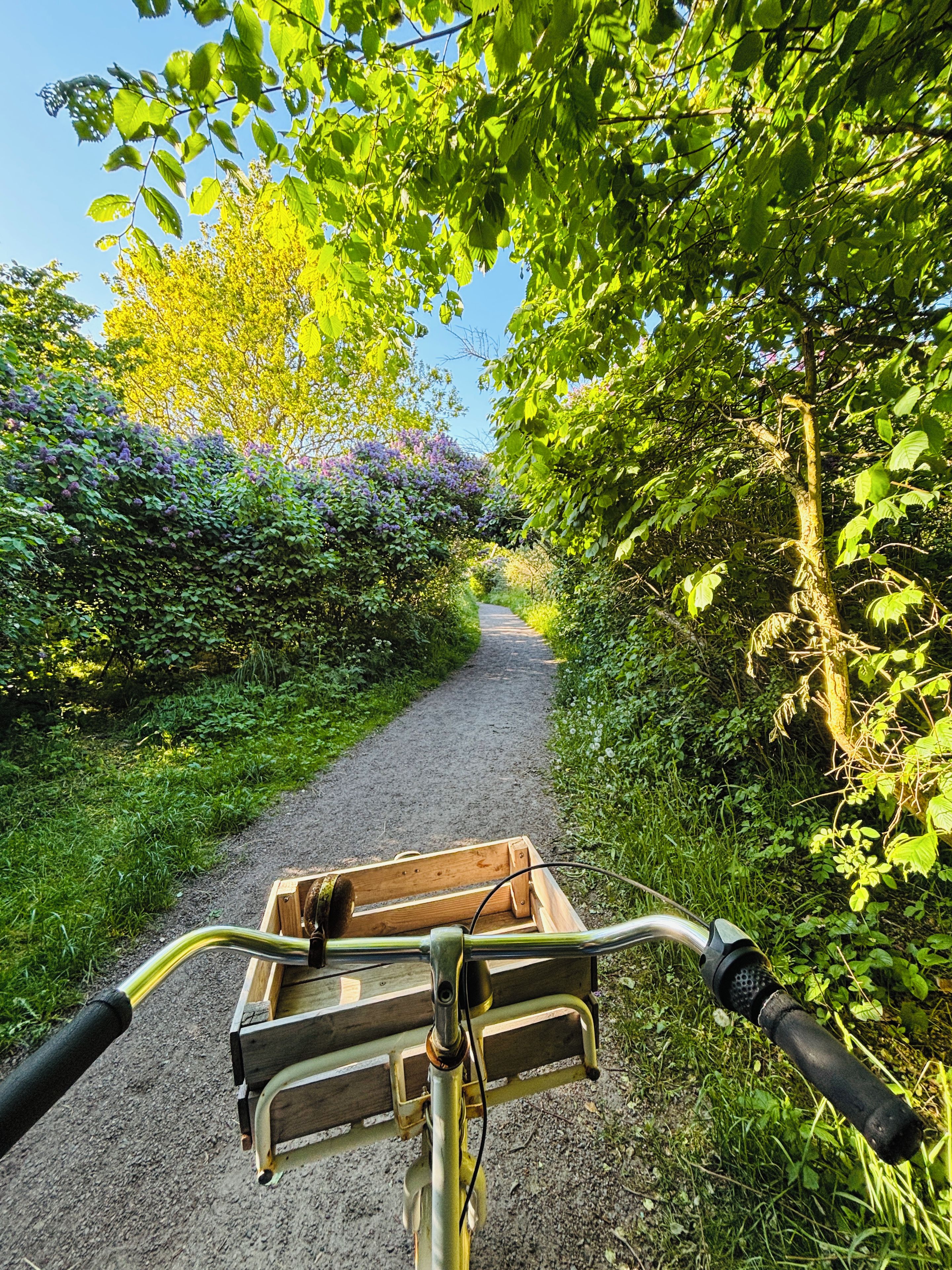 Ein Fahrrad mit einem Holzkorb vorne, abgestellt auf einem Schotterweg, umgeben von üppiger Vegetation und Bäumen.